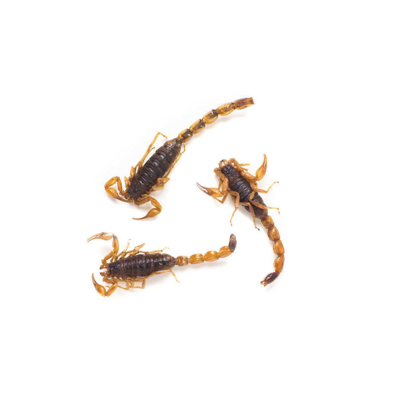 Eat Crawlers: Natural Armor Tail Scorpions (10g)