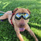 Ape Basics: UV Protective Sunglasses for Dogs