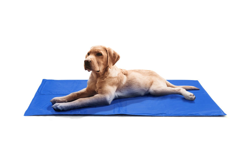 Pawever Dog Bed - Heavy Duty Waterproof (Large)