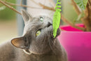 GiGwi: Roll Tail Mouse, Catnip Cat Toy