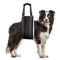 PETSWOL Portable Dog Sling for Back Support