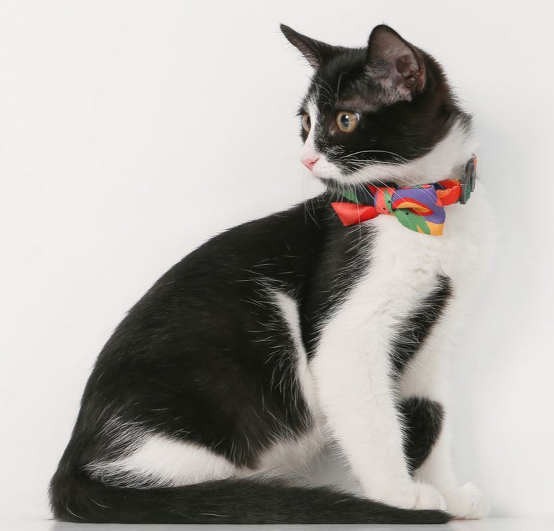 Pidan Cat Bow Tie Collar - Multicoloured