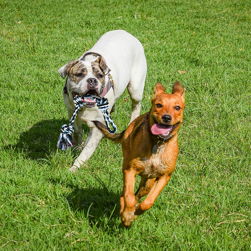 Zoomies Dog Rope Toys 2 Pack