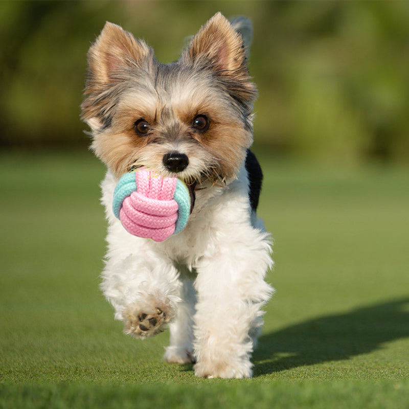 Zoomies 7 Pack Puppy Rope Toy Set - Pink & Blue