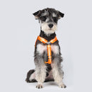 Dog Backpack Harness with D-Ring - Orange