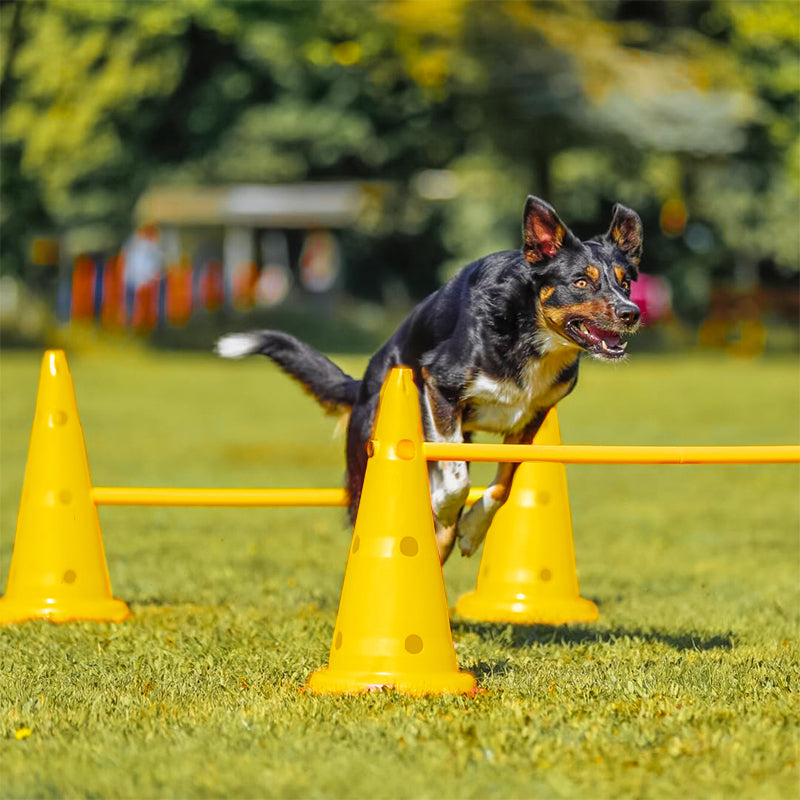 ZOOMIES Dog Agility Hurdle Cone Set - Yellow