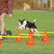 ZOOMIES Dog Agility Hurdle Cone Set - Orange