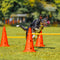 ZOOMIES Dog Agility Hurdle Cone Set - Orange