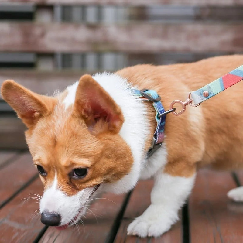 Pidan: A1 Bracelet Dog Leash